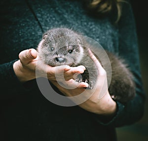 An orphaned European otter cub on hands