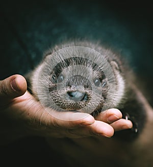 An orphaned European otter cub on hands