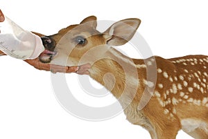 Orphaned fawn