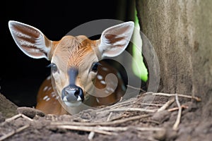 orphaned fawn being watched over by powerful ox