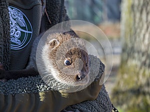 Orphaned and hand reared otter baby in a wildlife rescue center