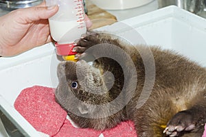 Orphaned and hand reared otter baby in a zoo