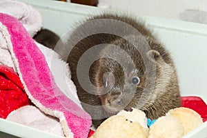 Orphaned and hand reared otter baby in a zoo