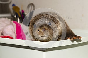 Orphaned and hand reared otter baby in a zoo