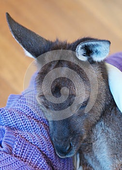 Orphaned kangaroo