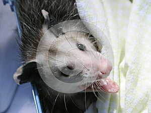 Orphaned Opossum Baby photo