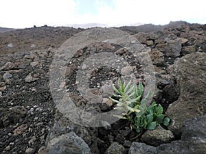 Orphaned plant on the Etna volcano, Sicily, Italy