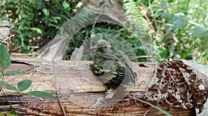 An orphaned and sick baby bird sitting and looking
