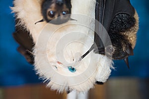 Orphaned Spectacled Flying Fox Bat Cuddling Plush Kitty