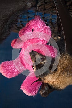 Orphaned Spectacled Flying Fox with Teddy Bear photo