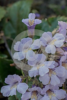 Orpheus flower Haberlea rhodopensis, close-up of trumpet-shaped flowers photo