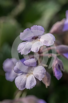 Orpheus flower Haberlea rhodopensis, trumpet-shaped flowers photo