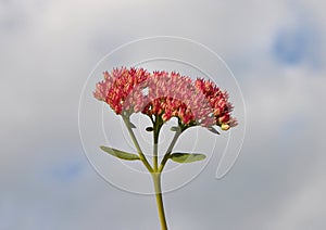 Orpine blooming in sky background