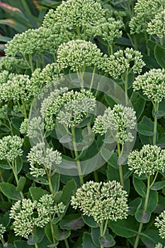 Orpine in early spring with green leaves only .Young shoots of orpine Sedum telephium. Beautiful green plants. Nature background