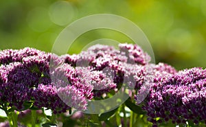 Orpine flower