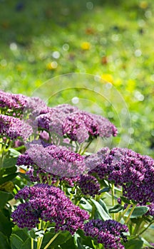 Orpine flower