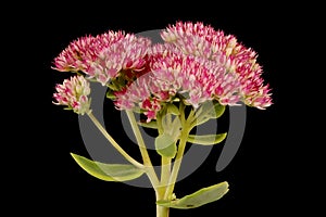 Orpine (Hylotelephium telephium). Inflorescence Closeup