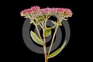 Orpine (Hylotelephium telephium). Inflorescence Closeup