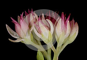 Orpine (Hylotelephium telephium). Inflorescence Detail Closeup