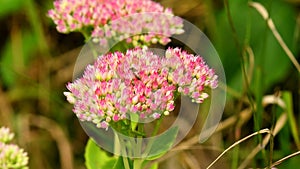 Orpine, medicinal herb with flower