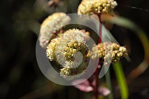 Orpine plant (Sedum telephium)