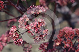 Orpine Purple Emperor