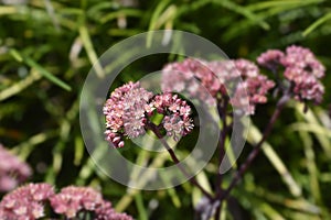 Orpine Purple Emperor