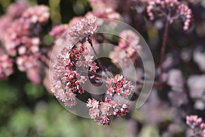 Orpine Purple Emperor