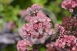 Orpine Purple Emperor