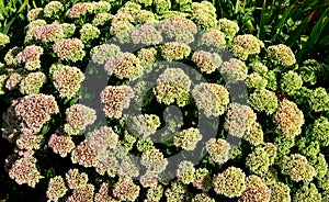 Orpine. Sedum foliage, greenery garden plants at springtime