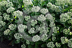 Orpine. Sedum foliage, greenery garden plants at springtime