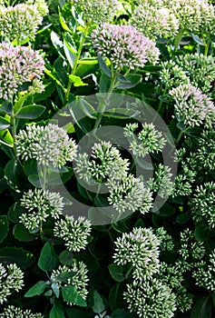 Orpine. Sedum foliage, greenery garden plants at springtime