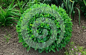 Orpine. Sedum foliage, greenery garden plants at springtime