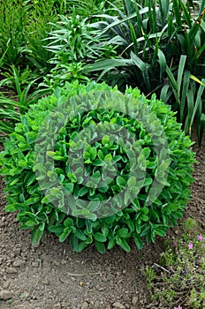 Orpine. Sedum foliage, greenery garden plants at springtime