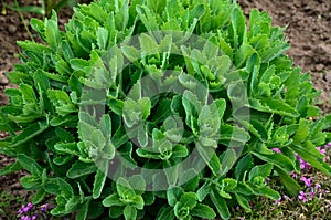 Orpine. Sedum foliage, greenery garden plants at springtime