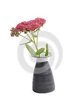 Orpine in vase on white background