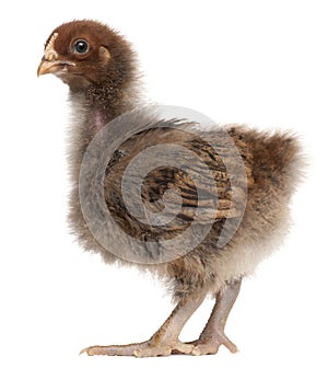 Orpington, a breed of chicken