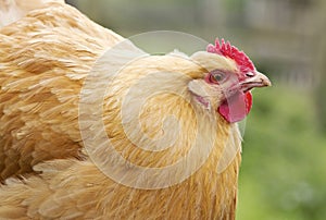 Orpington chicken hen