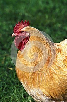 Orpington Domestic Chicken, Cockerel