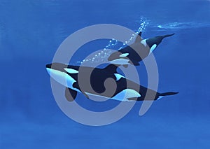 ORQUE EPAULARD orcinus orca