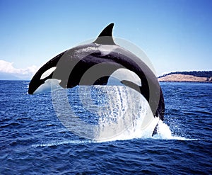 ORQUE EPAULARD orcinus orca