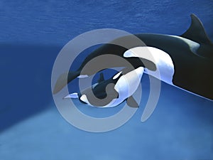 ORQUE EPAULARD orcinus orca