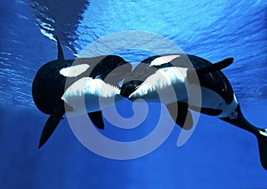 ORQUE EPAULARD orcinus orca