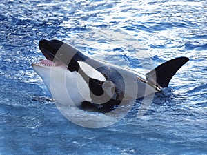 ORQUE EPAULARD orcinus orca