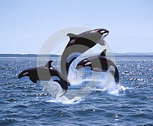 ORQUE EPAULARD orcinus orca