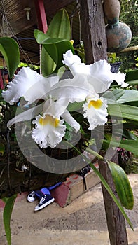 Orquidea