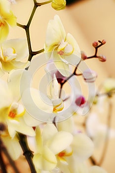 Orquidea photo