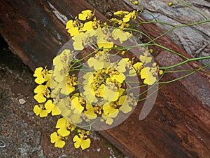 Orquidea amarela photo