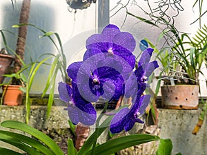 Orquidea azul muy bonita photo