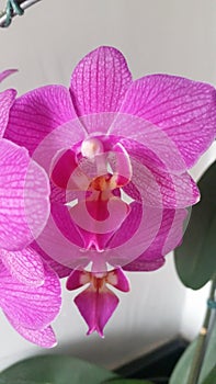 Orquidea photo